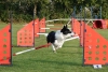 Agility-clubwedstrijd-2024-113