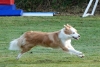 Agility-clubwedstrijd-2024-115