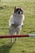 Agility-clubwedstrijd-2024-130