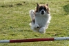 Agility-clubwedstrijd-2024-131
