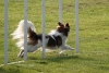 Agility-clubwedstrijd-2024-132