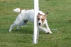 Agility-clubwedstrijd-2024-140