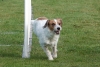Agility-clubwedstrijd-2024-141