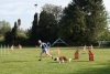 Agility-clubwedstrijd-2024-156