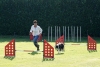 Agility-clubwedstrijd-2024-165