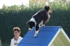 Agility-clubwedstrijd-2024-167