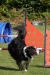 Agility-clubwedstrijd-2024-179