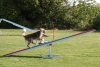 Agility-clubwedstrijd-2024-183