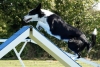 Agility-clubwedstrijd-2024-189