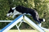 Agility-clubwedstrijd-2024-190