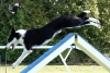 Agility-clubwedstrijd-2024-191