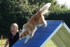 Agility-clubwedstrijd-2024-196