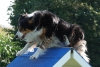 Agility-clubwedstrijd-2024-200