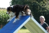 Agility-clubwedstrijd-2024-201