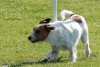 Agility-clubwedstrijd-2024-228