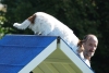 Agility-clubwedstrijd-2024-229