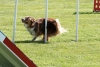 Agility-clubwedstrijd-2024-232