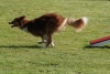 Agility-clubwedstrijd-2024-233