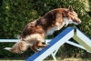 Agility-clubwedstrijd-2024-234