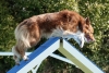 Agility-clubwedstrijd-2024-235