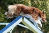 Agility-clubwedstrijd-2024-236