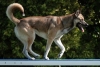 Agility-clubwedstrijd-2024-237