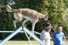 Agility-clubwedstrijd-2024-240