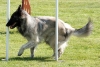 Agility-clubwedstrijd-2024-243