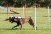 Agility-clubwedstrijd-2024-250