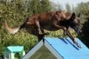 Agility-clubwedstrijd-2024-251