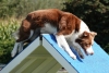 Agility-clubwedstrijd-2024-254