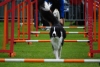 ic-agility-2014-107