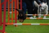 ic-agility-2014-108