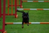 ic-agility-2014-111