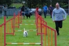 ic-agility-2014-115