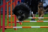 ic-agility-2014-122