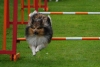 ic-agility-2014-127