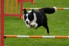 ic-agility-2014-130