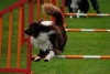 ic-agility-2014-131