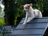 agility-2015-065