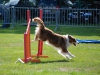 agility-2015-086