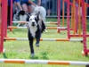 agility-2015-121