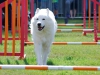 agility-2015-122