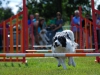 agility-2015-124