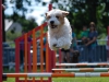 agility-2015-125