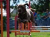 agility-2015-126