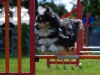 agility-2015-127