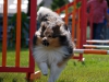 agility-2015-130