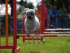 agility-2015-131