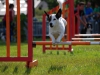 agility-2015-135